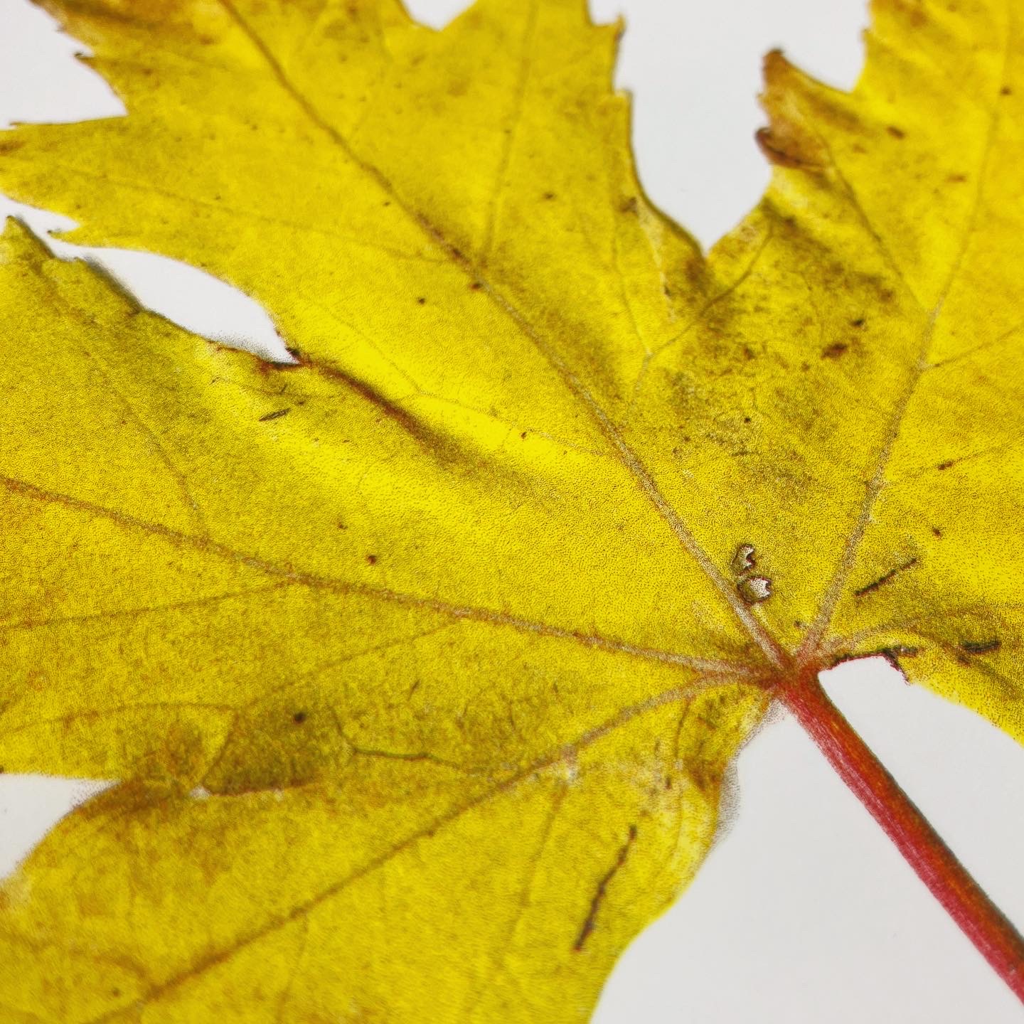 Silver Maple